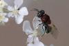 347515 – Photo : Marc Solari – France (68)